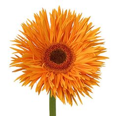 an orange sunflower on a white background