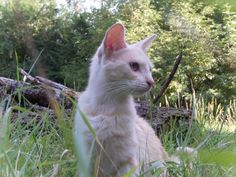 a white cat sitting in the grass looking off into the distance with trees behind it