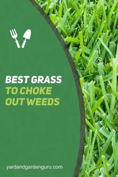 If you’re looking for a way to grow a lush, green lawn that is weed free, then try overseeding your lawn with the right grass seed. You can find many types of grass seed, but make sure you match the type of grass with your environment. Best Grass Seed Lawn, Grow Grass Fast, Lawn Grass Types, Sod Grass, Grass Seed Types, Centipede Grass, Best Grass Seed, Lawn Mower Maintenance