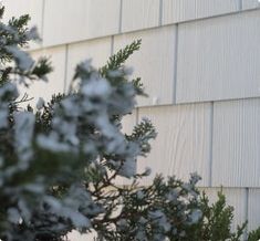 a bird perched on top of a pine tree next to a building covered in snow