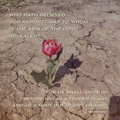 a red flower sitting on top of a cracked ground with a bible verse below it