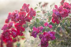 purple flowers are blooming in the sun on a sunny day with blurry background