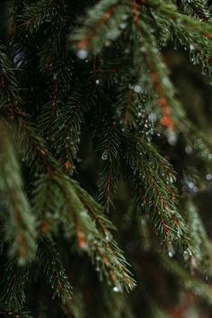 the branches of a pine tree with drops of water on them and red berries hanging from it's needles