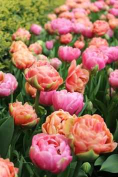 many pink and orange flowers in a garden