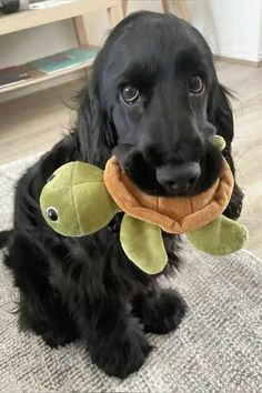 a black dog holding a stuffed turtle toy in its mouth and looking at the camera