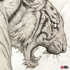 Doodles 2024005, Peng Zhou Tiger Sketch, Tiger Drawing, Animal Drawings Sketches, Big Cats Art, Wildlife Photographer, Hilarious Photos, Japanese Tattoo Art, Tiger Art