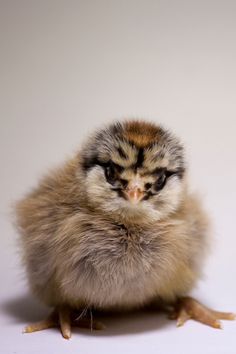 a small chicken sitting on top of a white floor