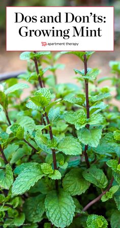 mint plants with the words dos and don't'ts growing mint on top