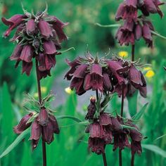 some very pretty purple flowers in the grass