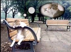 a cat sitting on top of a wooden bench in a park next to benches and trees