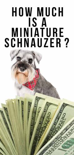 a dog sitting on top of a pile of money with the words how much is a miniature schnauzer?