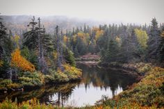 a lake surrounded by trees in the middle of a forest with lots of leaves on it