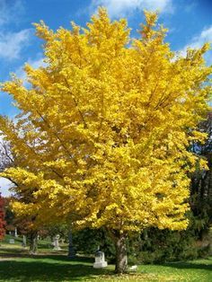 a large yellow tree in the middle of a grassy area with tombstones and trees