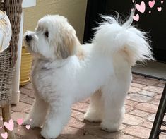 a small white dog standing on top of a tile floor next to a basket filled with hearts