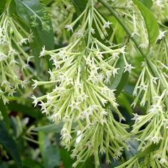 some white flowers are hanging from a tree