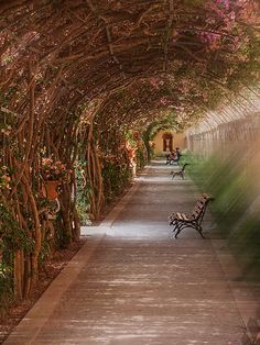 the walkway is lined with trees and benches