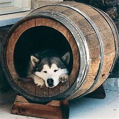 a dog laying in a wooden barrel on the ground