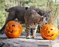 two cats standing next to each other with carved pumpkins