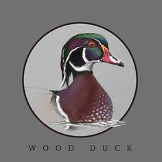 a wood duck sitting on top of a body of water