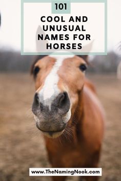 a horse with the words 101 cool and unusual names for horses