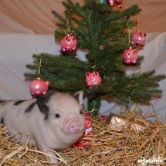 a small pig is sitting in hay next to a christmas tree with ornaments on it