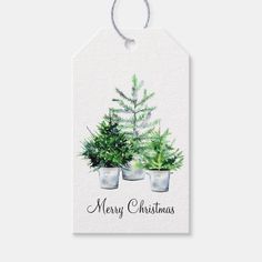 two potted christmas trees on a white tag