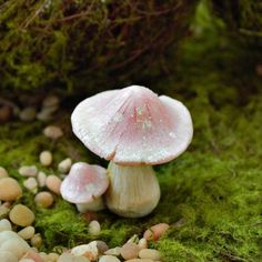 a mushroom sitting on top of a green moss covered ground