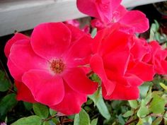 two red roses are blooming in front of a bench