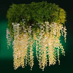 white flowers are hanging from the top of a green planter in front of a black background