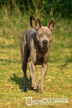 a dog is walking in the grass with it's head turned towards the camera