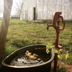 two ducks are swimming in an old barrel with the words good morning written on it