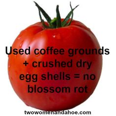 a red tomato with the words used coffee grounds and crushed dry egg shells = no blossom rot