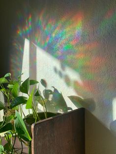 a potted plant sitting on top of a wooden shelf next to a window with the sun shining through it