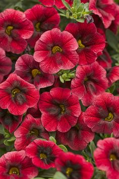 red flowers are blooming in the garden