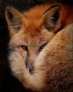 a close up of a fox sleeping with its eyes closed and it's head turned to the side