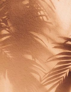 the shadow of a palm tree leaves on a wall