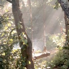 a swing hanging from a tree in the middle of a forest with sunlight streaming through