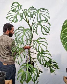 a man standing next to a large green plant