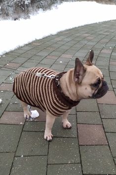 a small dog wearing a sweater standing on a brick walkway in the snow with it's mouth open