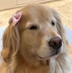 a close up of a dog with a pink bow on its head