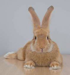 a brown rabbit sitting on top of a wooden table