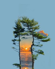 the sun is setting behind some trees by the water's edge in this artistic photo