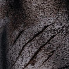 a close up view of the texture of a tree trunk with some dirt on it