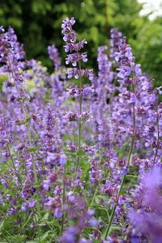 purple flowers are blooming in the garden