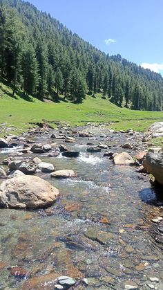 a stream running through a lush green forest filled with rocks and trees on a sunny day