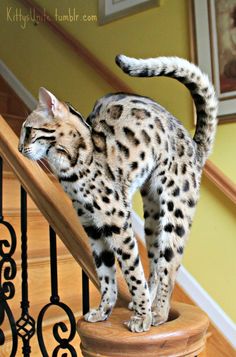 a cat standing on top of a wooden banister next to a hand rail and stairs