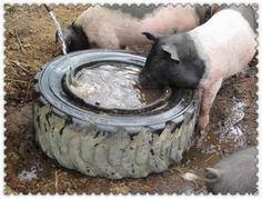 two pigs drinking water out of a tire