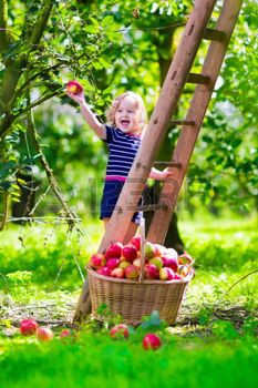 apple: Child picking apples on a farm climbing a ladder. Little girl playing in apple tree orchard. Kids pick organic fruit in a basket. Kid eating healthy fruits at fall harvest. Outdoor fun for children. Stock Photo Apple Orchard Field Trip, Preschool Apple Activities, Tree Orchard, Fall Family Activities, Fall Activities For Kids, Apple Preschool, Apple Activities, Autumn Activities For Kids