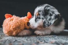 a puppy chewing on a stuffed animal toy