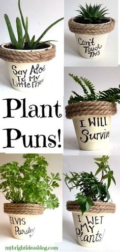 four different pictures of plants in pots with the words plant puns written on them